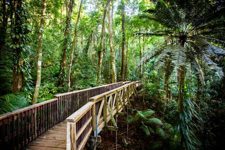 Daintree Discovery Centre