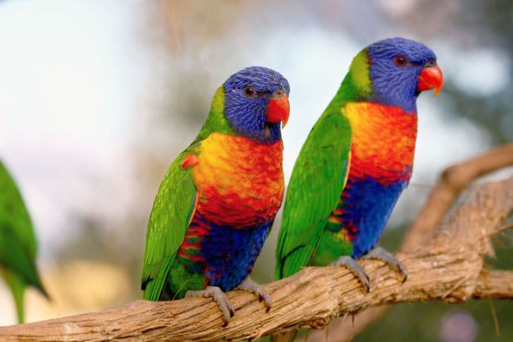 Lunch With The Lorikeets