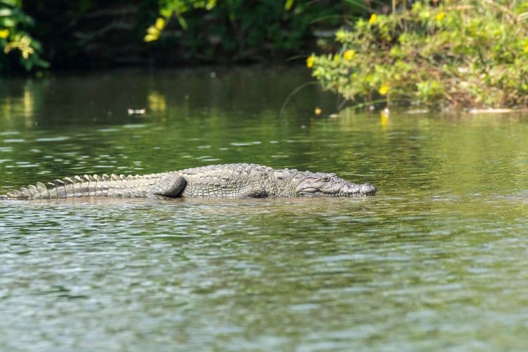 Tropical Highlights & Crocodile Cruise