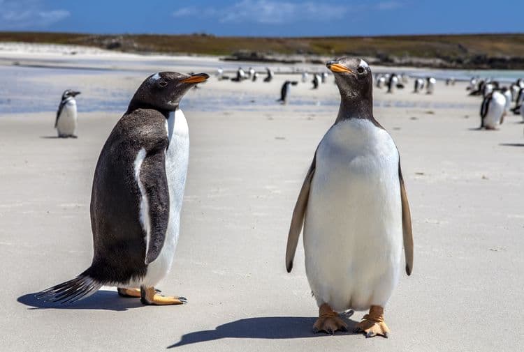 North Pond Penguin Tour