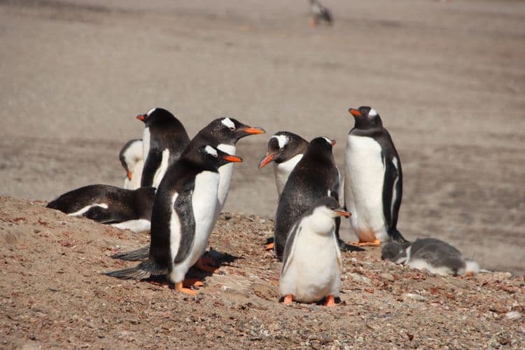 Gentoo Penguins Expedition At Newans Station