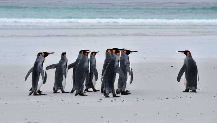 Best of Port Stanley: Volunteer Point Penguins