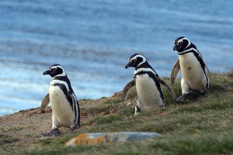 Magdalena Island Penguin Reserve