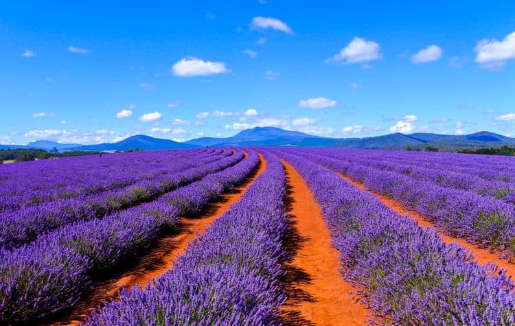 Tasman Peninsula, Lavender Farm & Wine Tasting