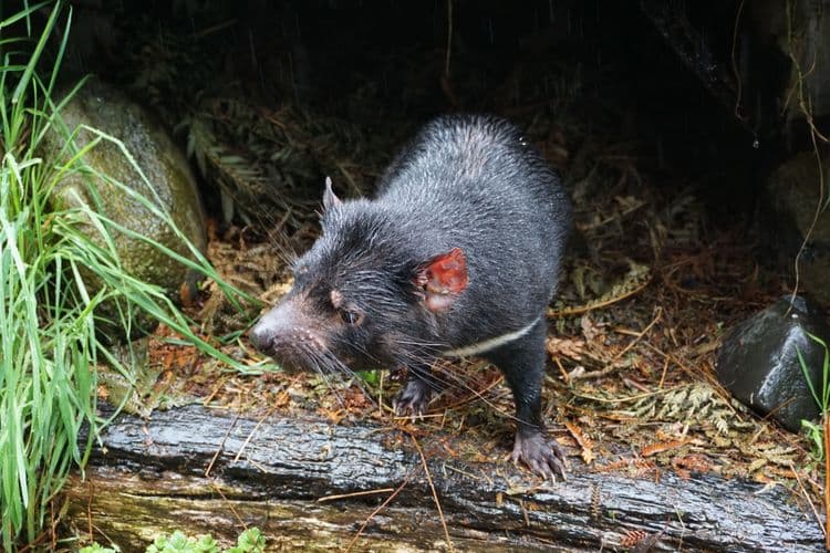 Tasmanian Devil Unzoo
