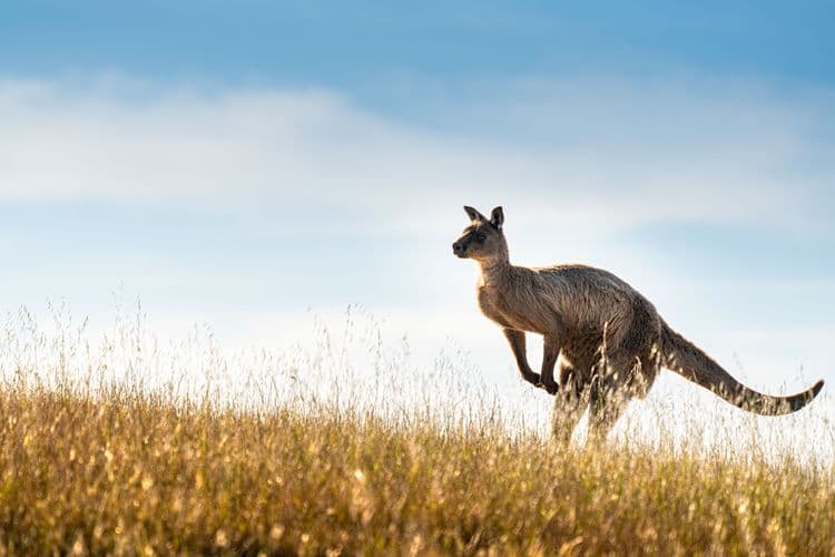 Kangaroo Island Sights