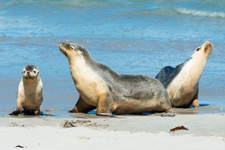 Best of Kangaroo Island