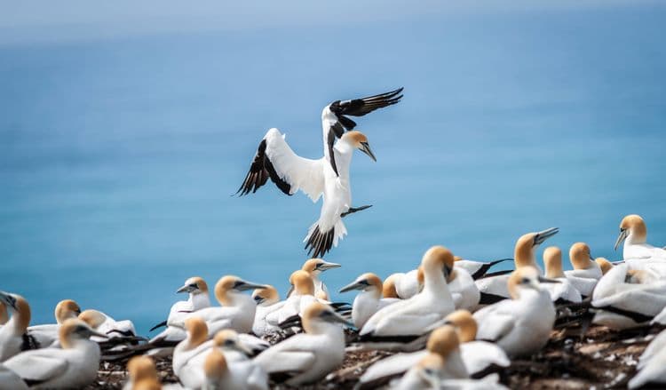 Cape Kidnappers 4WD Safari