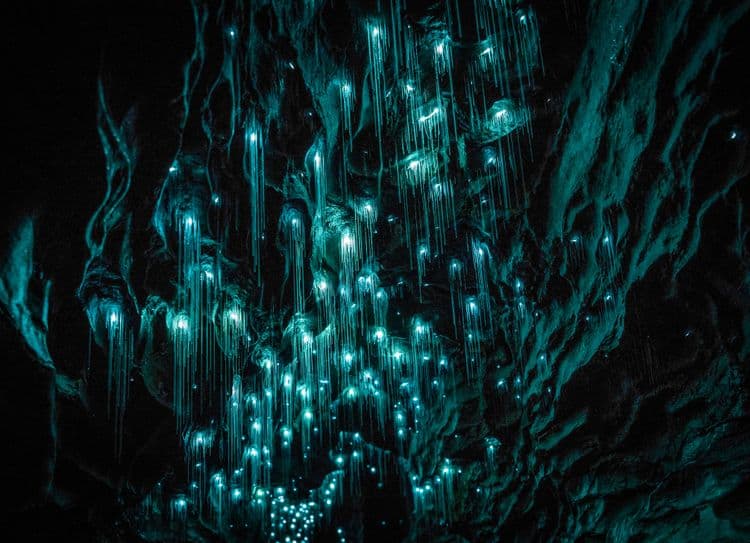 Glow Worm Caves Express