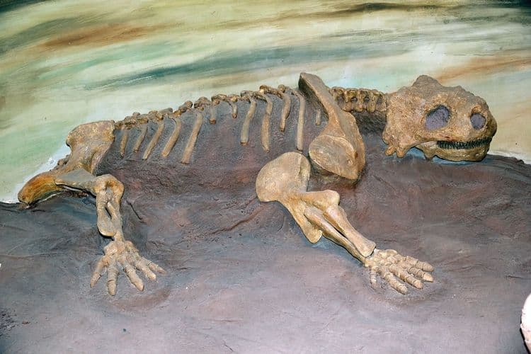 Paleontology Museum & Punta Loma