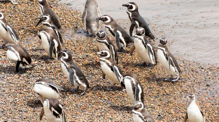 Exclusive Penguin Rookery at Punta Tombo Reserve