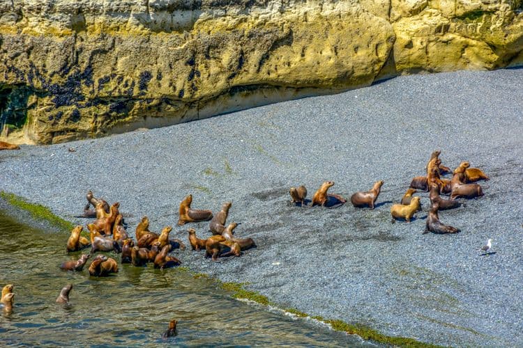 Dolphins & Sea Lions Safari