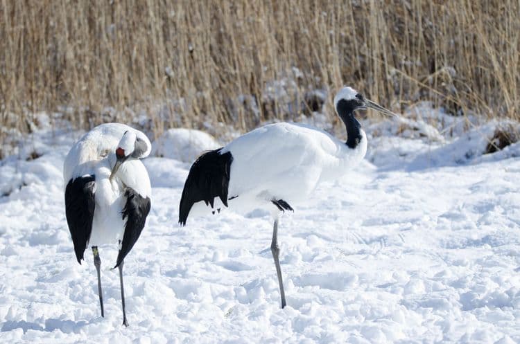 Kushiro's Natural Wonders