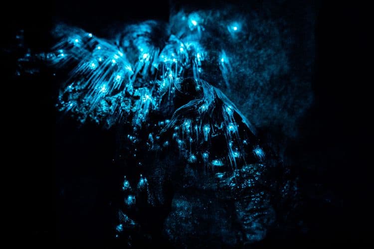 Gunns Plains Caves & Wildlife