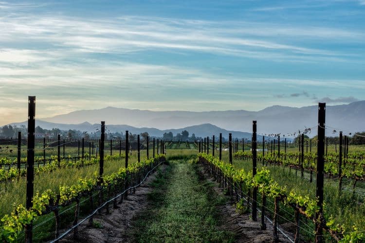 Temecula Wine Tasting