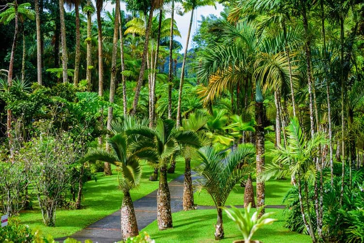 Balata Botanical Garden