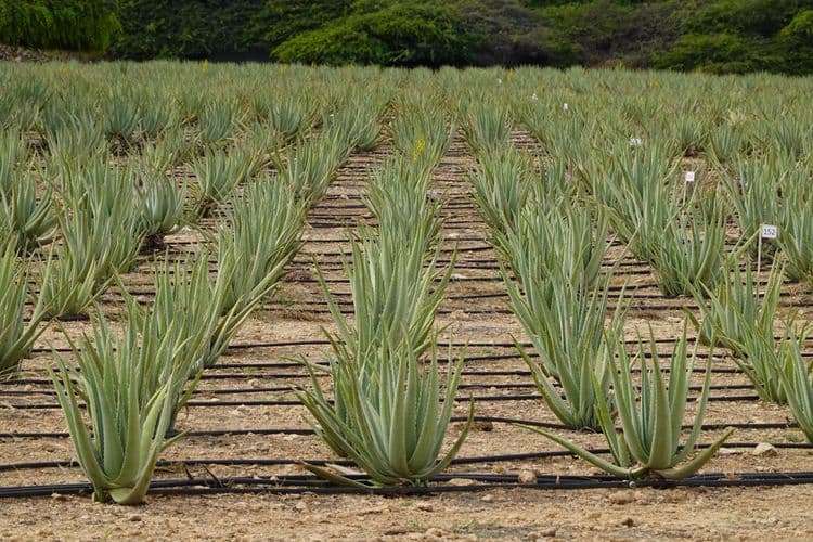 Discover Aruba, Aloe Factory & Beach Getaway