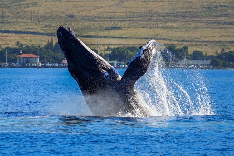 Whale Watching