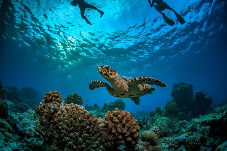 Shipwreck, Turtle Snorkel & Copacabana Beach