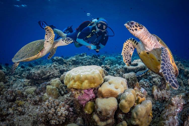 Swim with Turtles & Beach Break