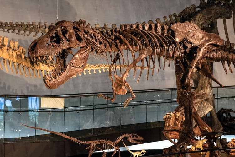 Dinosaur Museum And Bamboo Doll Village