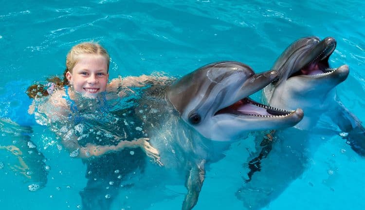 Dolphin Swim & Stingray Encounter