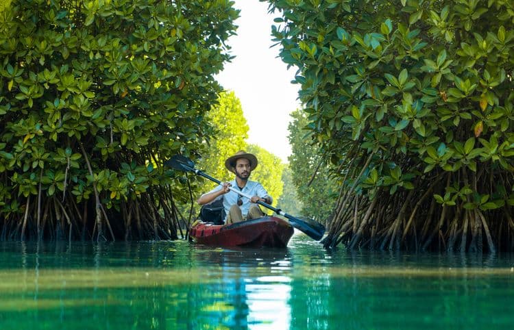 Kayaking Through The Mangroves