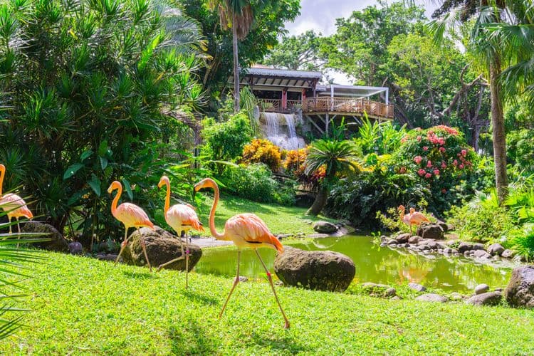 Botanic Garden & Deshaies Beach