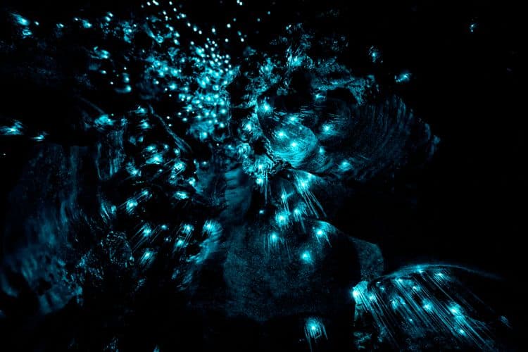 Glow Worm Kayaking & Thermal Hot Pool