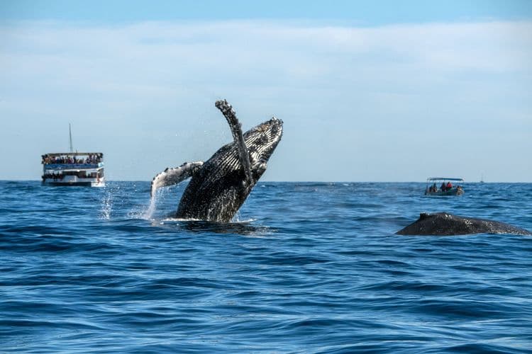 Whale & Dolphin Watching Cruise
