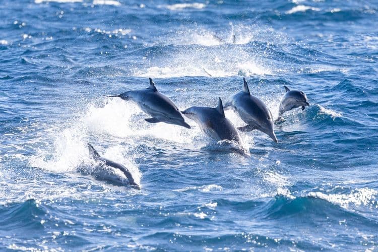 Dolphin & Whale Watching Expedition