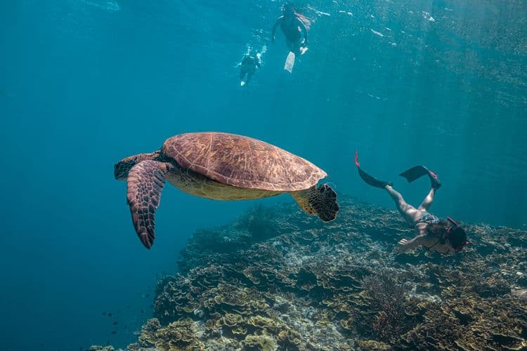 Turtle Encounter at Cayman Turtle Centre