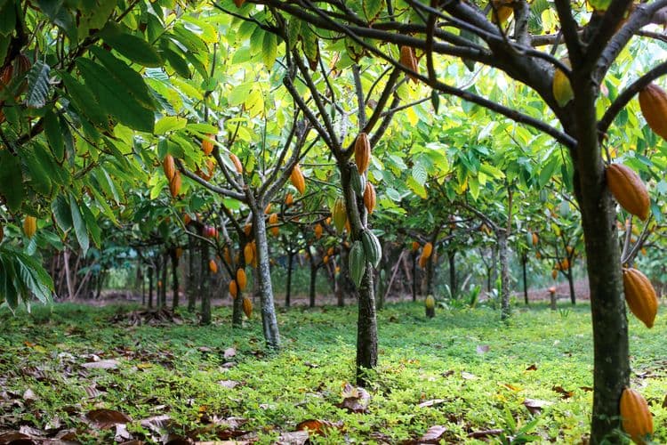 Kokomana Chocolate Farm & Factory Tour